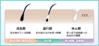 毛のサイクルは3ヶ月