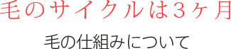 毛のサイクルは3ヶ月。毛の仕組みについて